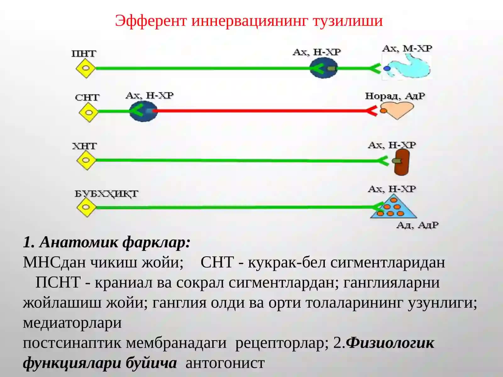 М-Н ХОЛИНОРЕЦЕПТОРЛАРГА ТАЪСИР ЭТУВЧИ ВОСИТАЛАР. М-ХОЛИНОМИМЕТИКЛАР.М-ХОЛИНОБЛОКАТОРЛАР. АНТИХОЛИНЭСТЕРАЗВОСИТАЛАР 3