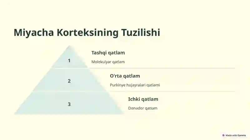 Purkinye Hujayralarining Tashqi Ta'sirlarga va Gipoksiyaga Reaktsiyasi 3