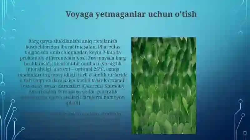 Ildiz poya barg metamorfozlari 3