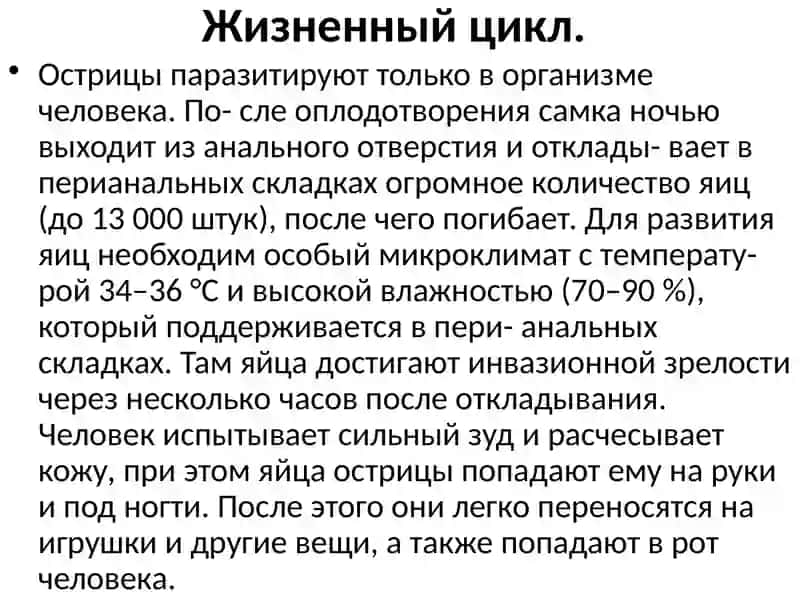 Острица кишечная (Enterobius vermicularis) 3