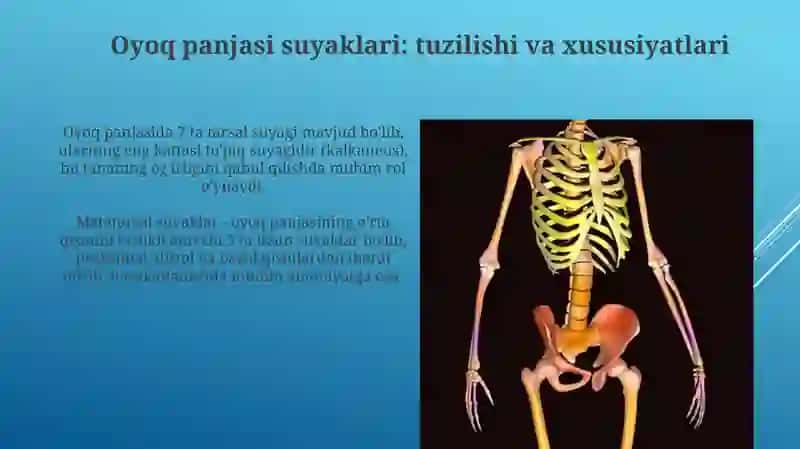 Chanoq kamari va oyoq erkin qismi suyaklari, tuzulishi va yoshga doir hususiyatlari 3