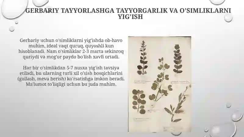 Gerbariy tayyorlash va tayyorlash usullari 3
