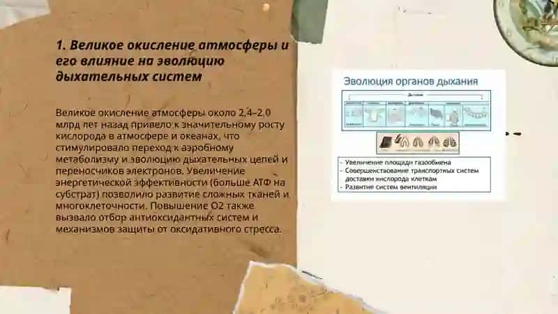 Эволюция дыхательной системы 3