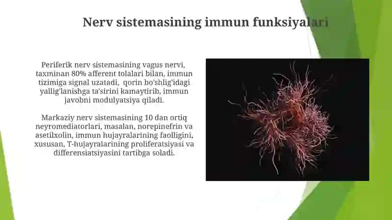 Immun tizimining markaziy va periferik a'zolari 3