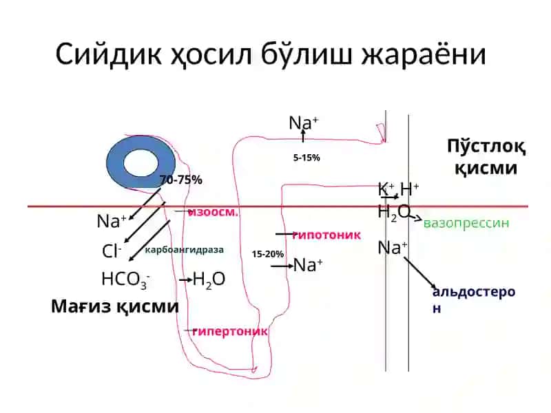 Сийдик Хайдовчи Моддалар 3