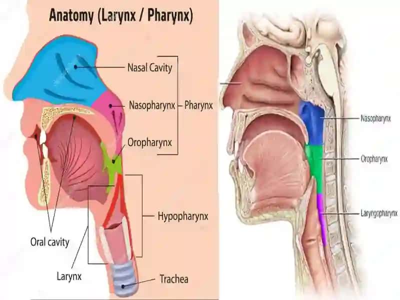 Halqum funksional va topografik anatomiyasi. Pirogov limfoepitelial halqasi. Qizilo’ngach: funksional va topografik anatomiyasi. Qorin bo’shlig’ida joylashgan a’zolarning umumiy sharxi. Me’daning funksional va klinik anatomiyasi. 3