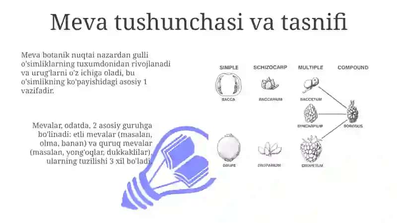 Meva haqida tushuncha mevalarning klassifikatsiyasi 3