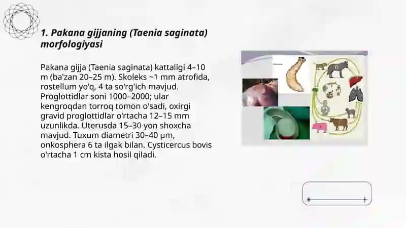 Odamda parazitlik qiluvchi lentasimonlar 3