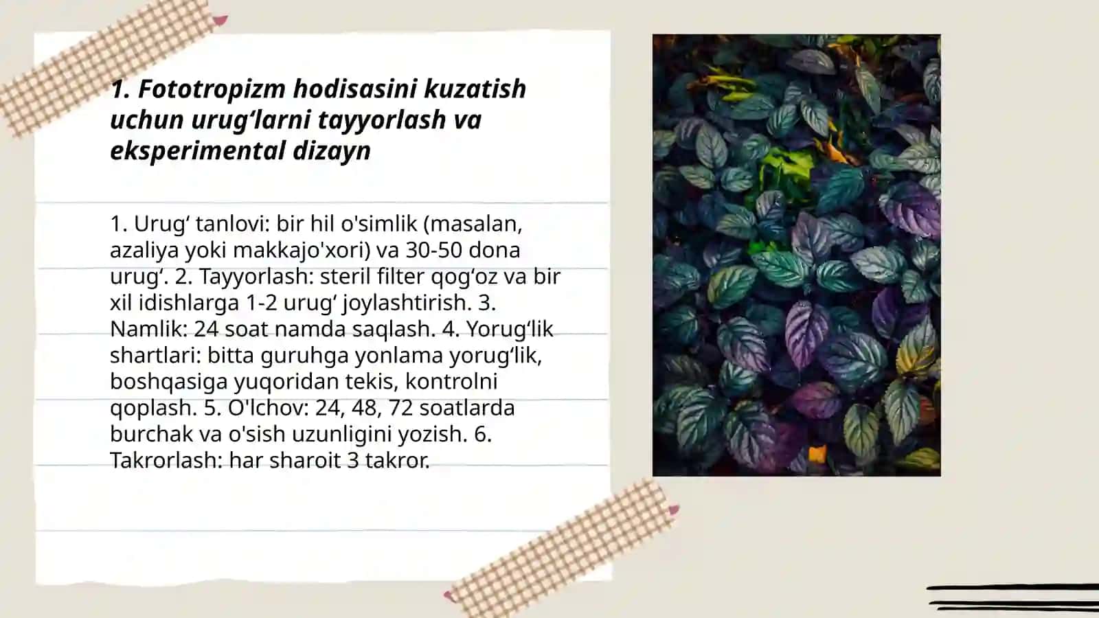 Fototropizm, fotonastiya va geotropizm hodisalarini kuzatish 3