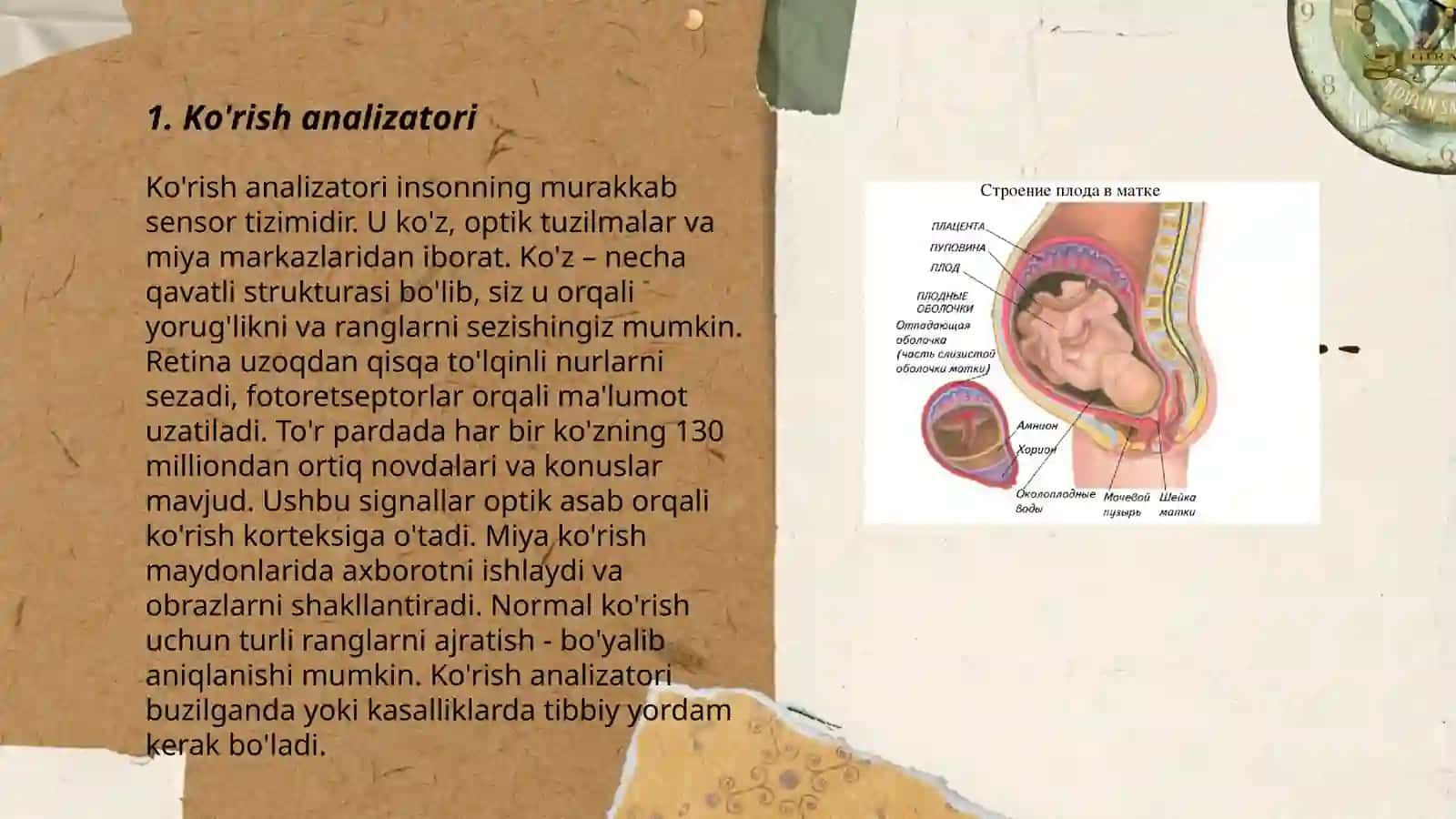 Ko'rish analizatori 3