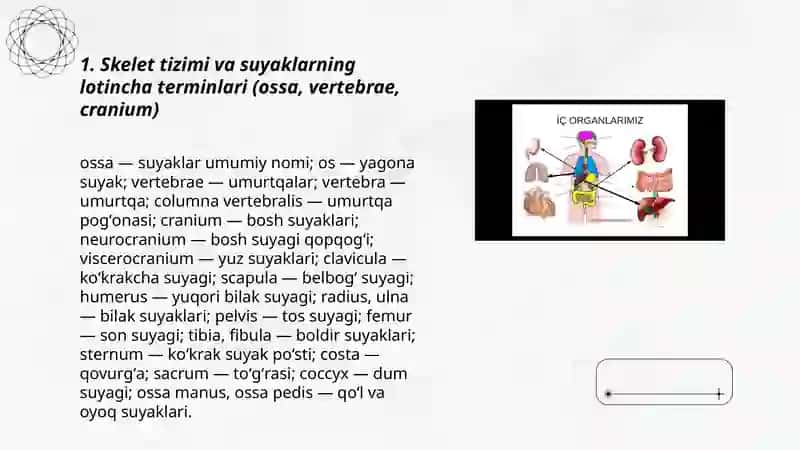 Odam organizmiga oid lotincha terminlar 3