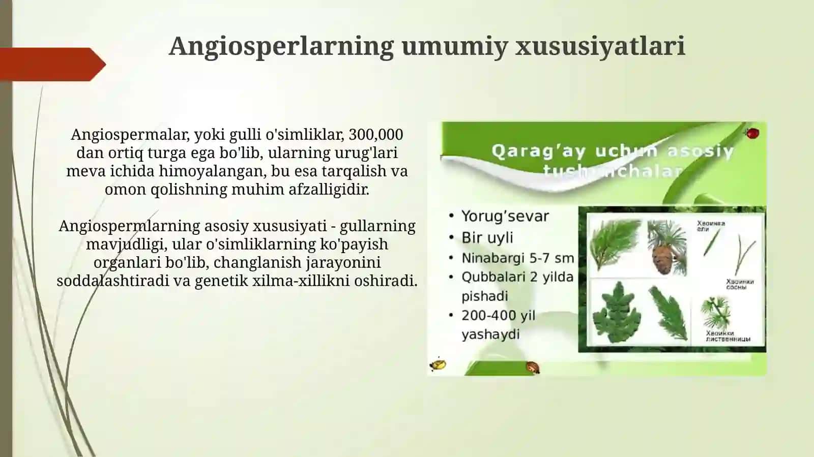Yopiq urugʻlilar boʻlimining umumiy tavsifi. Asosiy belgilarning kelib chiqishi 3