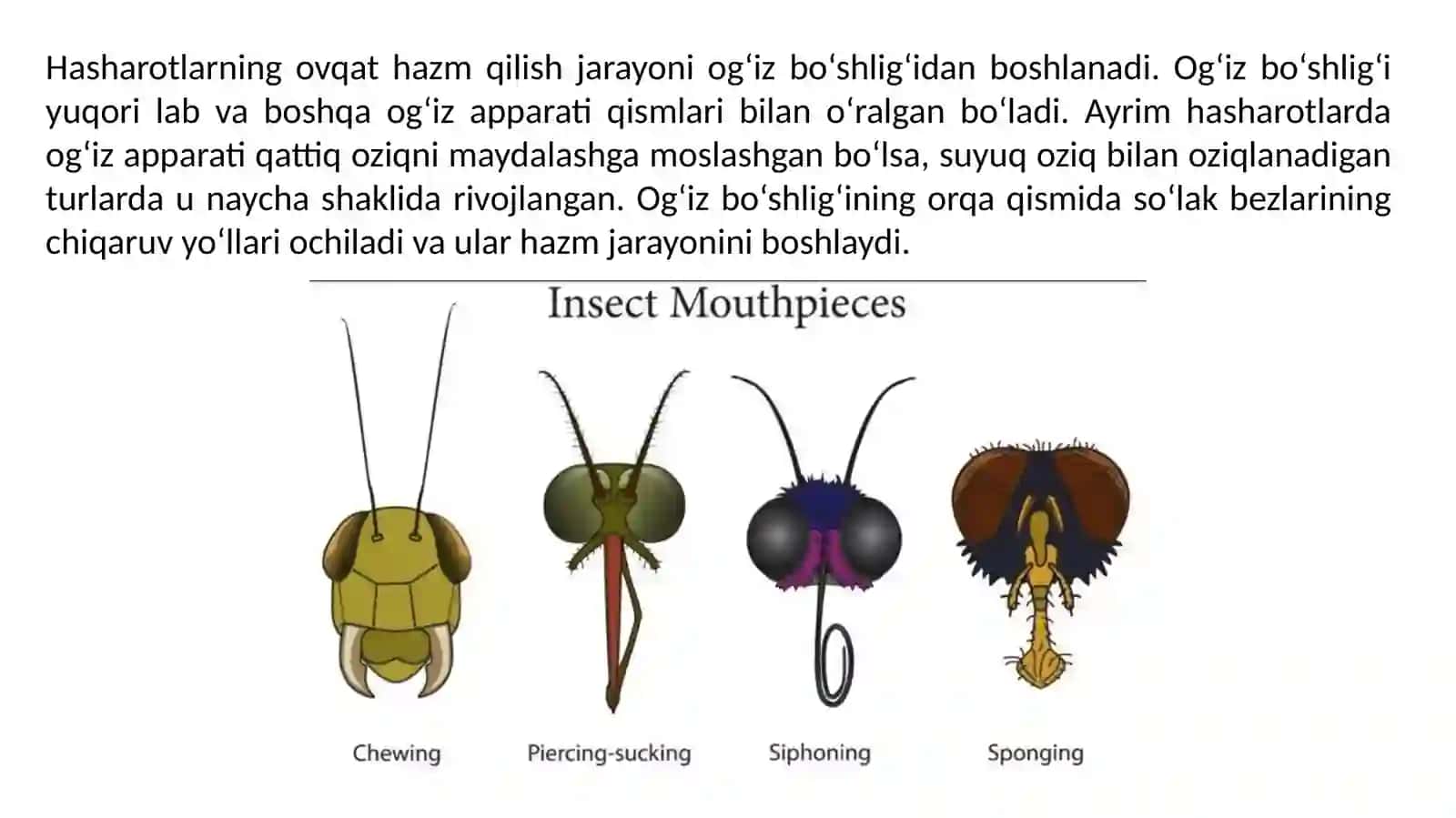 Hashoratlarda ovqat hazm qilish aniq tuzilishi 3