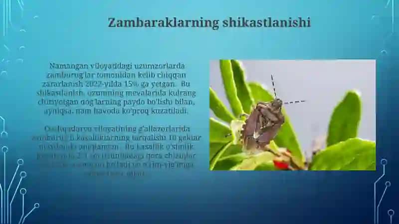 Sutemizuvchilar keltiradigan zararlarni xarakterli belgilarini aniqlash 3