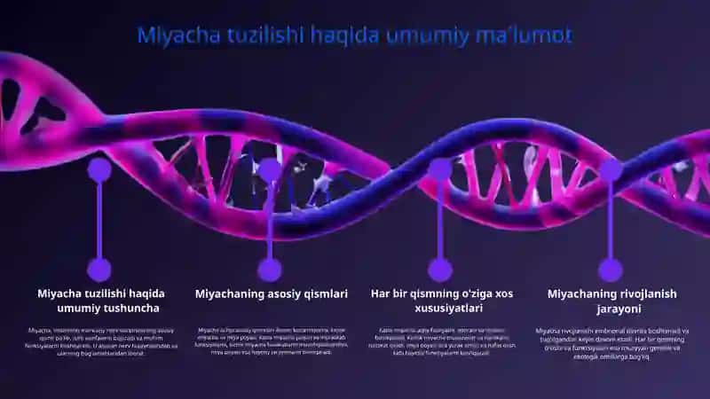 Miyacha rivojlanish anatomiyasi 3