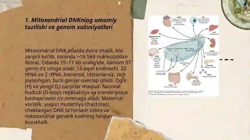 Mitoxondrial DNK tuzilishi va mitoxondrial kasalliklar 3