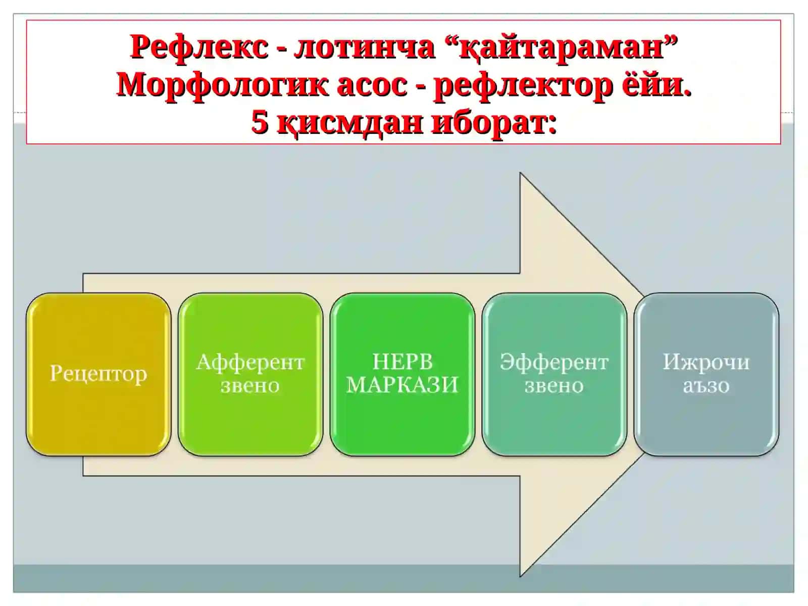 Нерв системасининг ахамияи ва умумий тузилиши 3