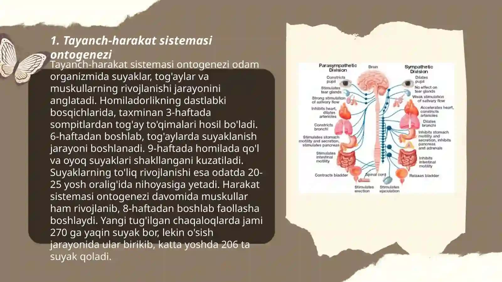 Organlar sistemasi onto-filogenezi 3