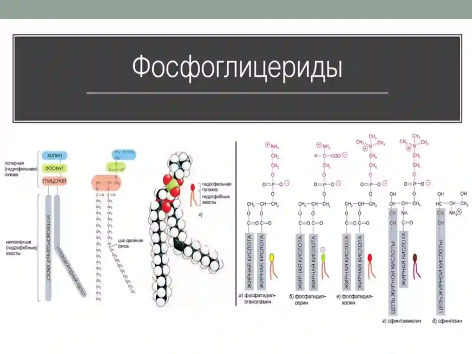 Хужайра мембранасининг структур - функционал характеристикаси 3