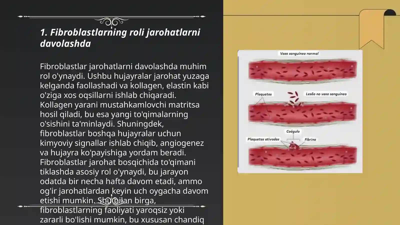 Fibroblastlarning jarohatning bitishi va chandiq hosil boʻlishi 3