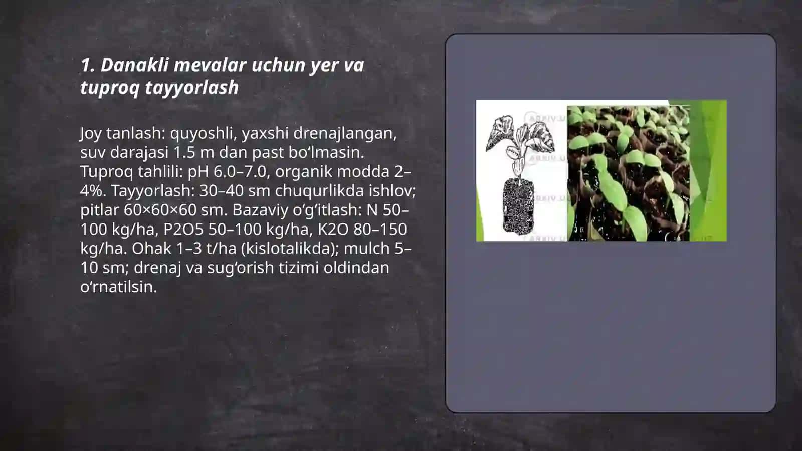 Danakli mevalarni yetishtirish va ularga shakl berish texnalogiyasi 3