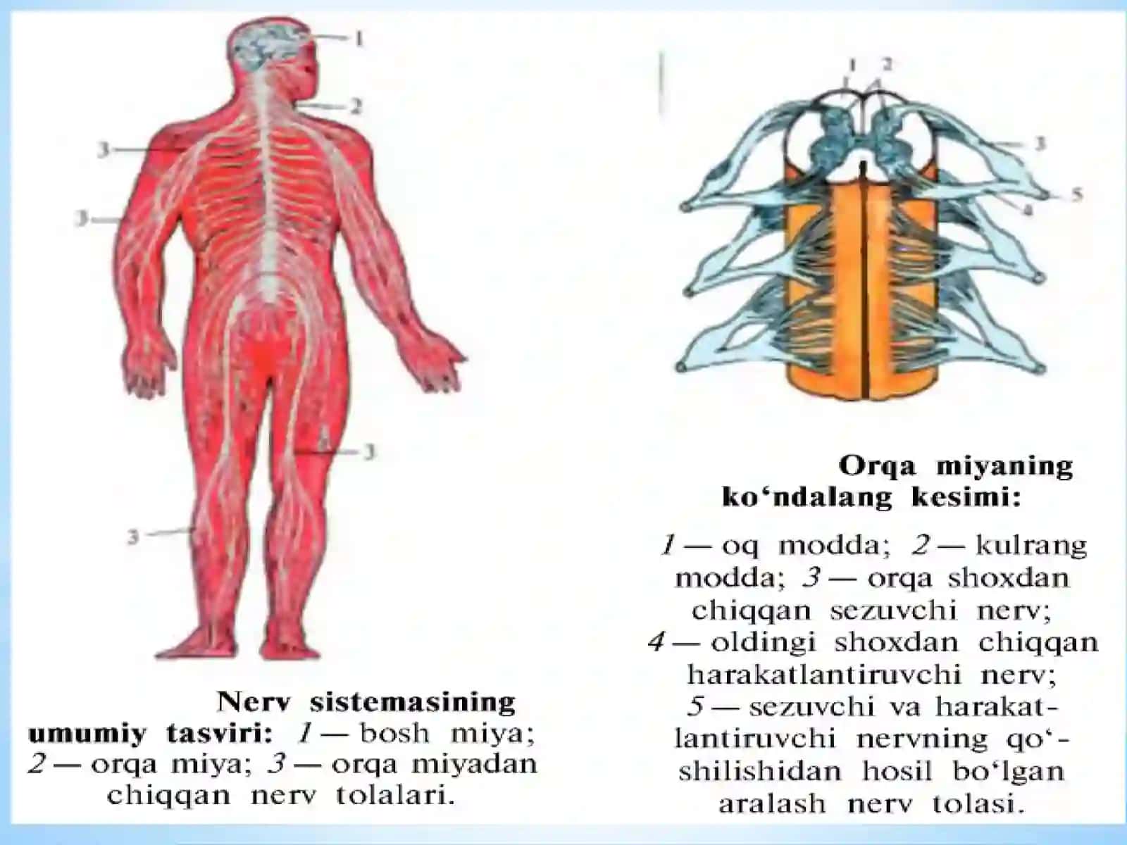 MARKAZIY NERV TIZIMINING UMUMIY FIZIOLOGIYASI 3