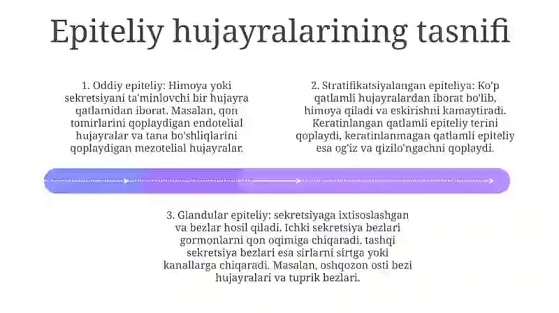 Turli Xil ToʻQimalar Epiteliy Hujayralari Xarakteristikasi 3