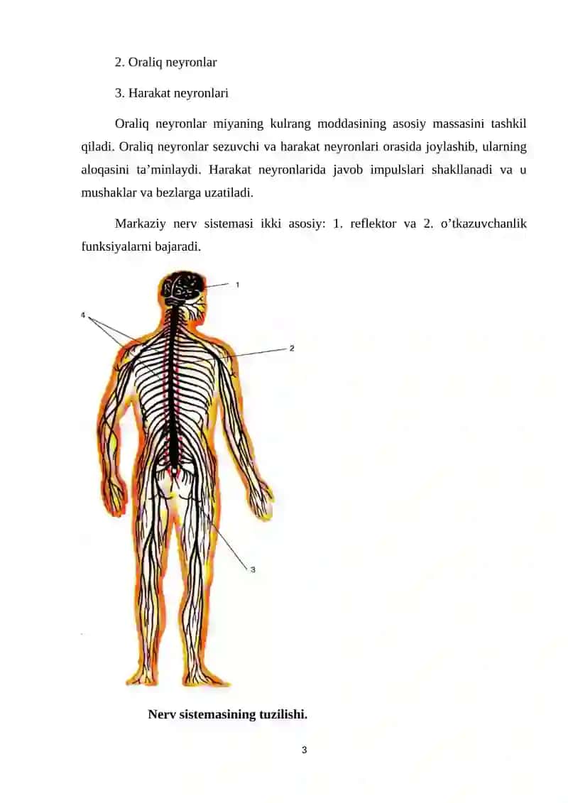 Nerv sistemasining ahamiyati va tuzilishi 3