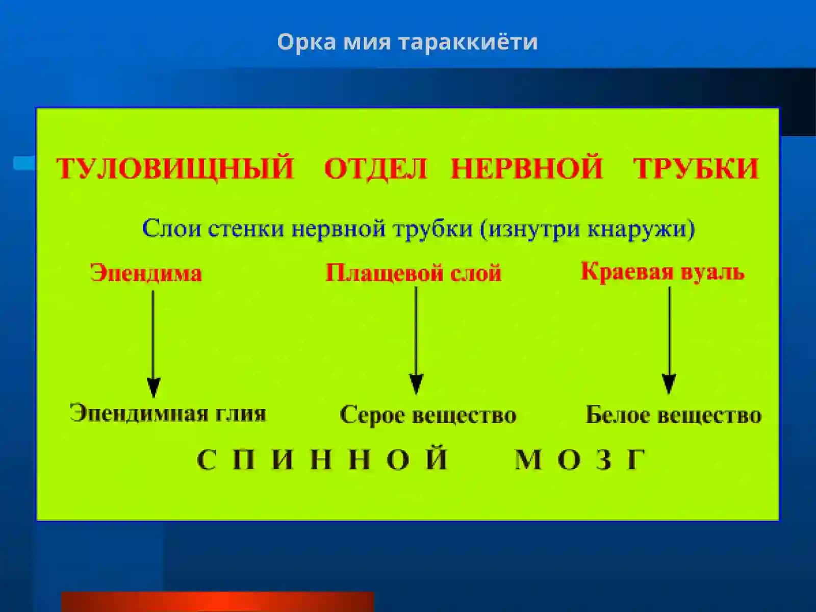Соматик ва вегетатив рефлектор ёйлар 3