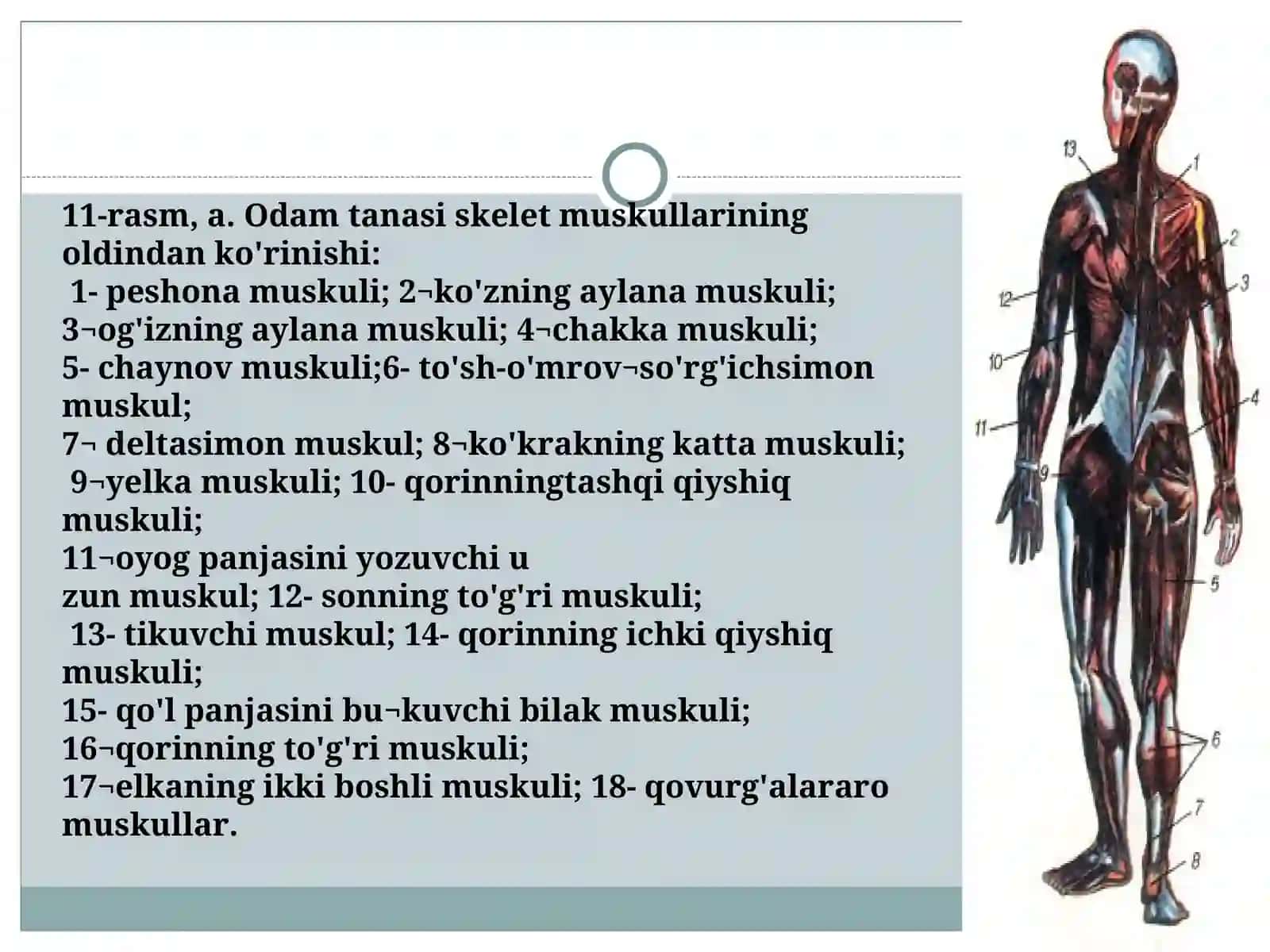 Qoʻl va oyoq muskullarining tuzilishi va ahamiyati 3