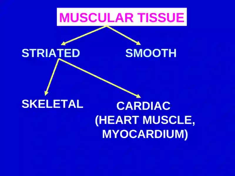 Muscular Tissue Classification 3