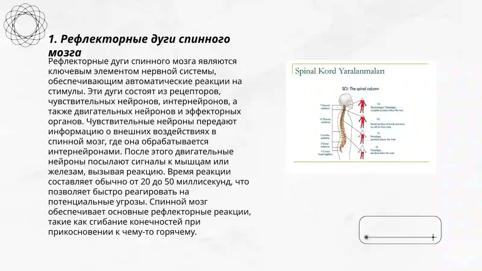 Рефлекторная и проводящая функции спинного мозга и методы исследования 3