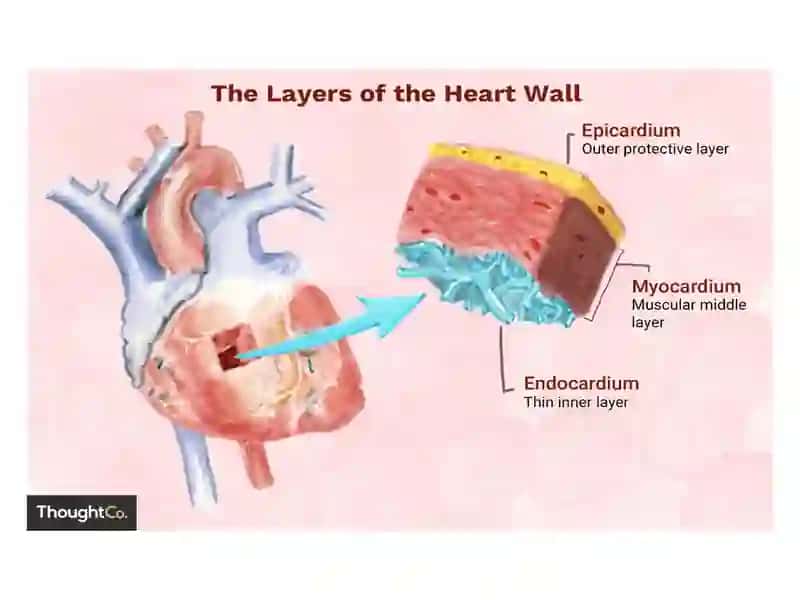 Endocardium 3