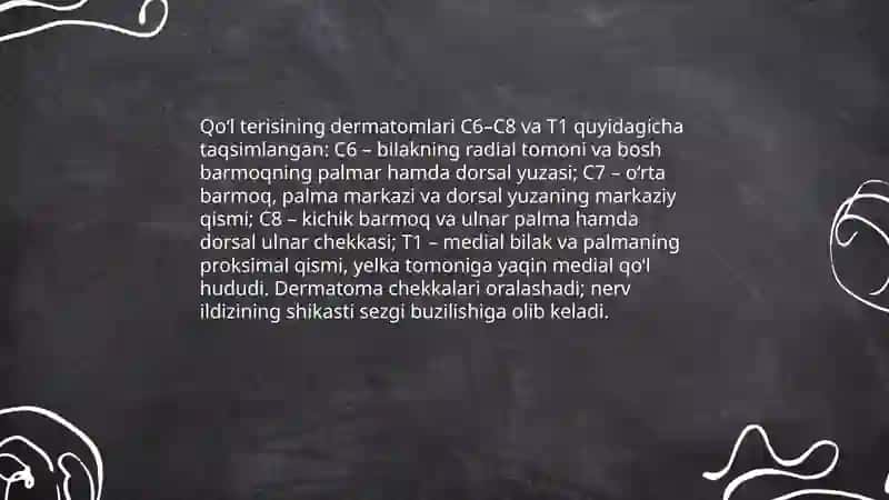 Qo‘l va oyoq terisini innervatsiyasi 3