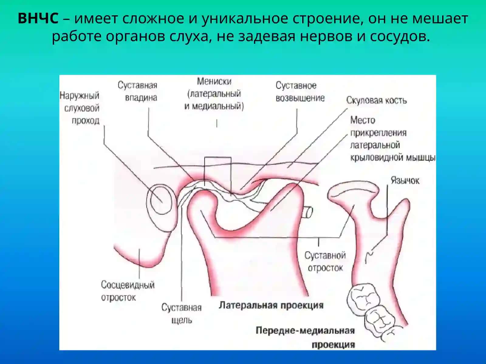 Строениевисочно-нижнечелюстного сустава 3
