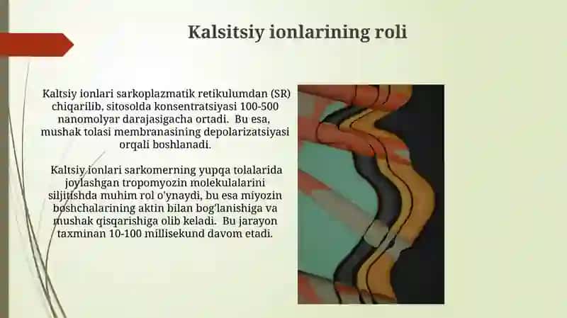 Mushak qisqarish mexanizmining morfologik asoslari 3