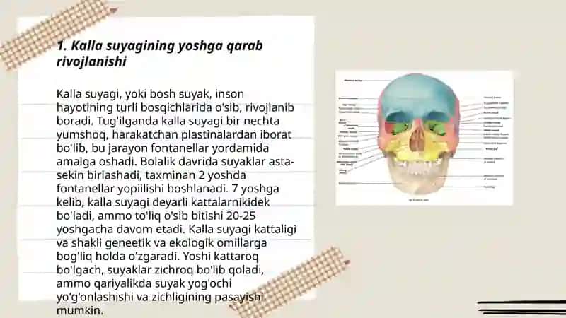 Kalla suyagining yosh va jinsga nisbatan xususiyatlari, rivojlanish nuqsonlari 3