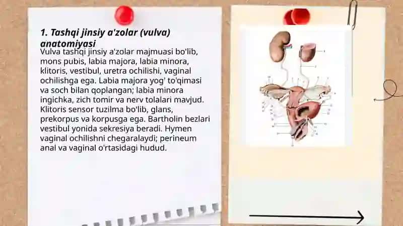 Ayollar jinsiy a'zolarining anatomiyasi va fiziologiyasi 3