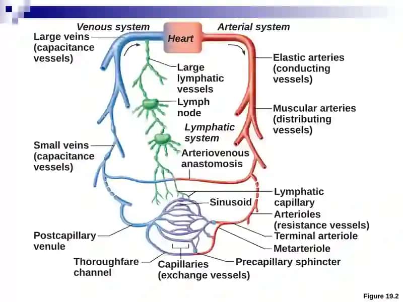 Blood Vessels 3