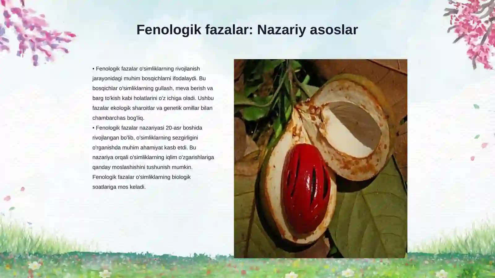 O'simliklarning fenologik fazalari va introduksiya uchun ahamiyati 3