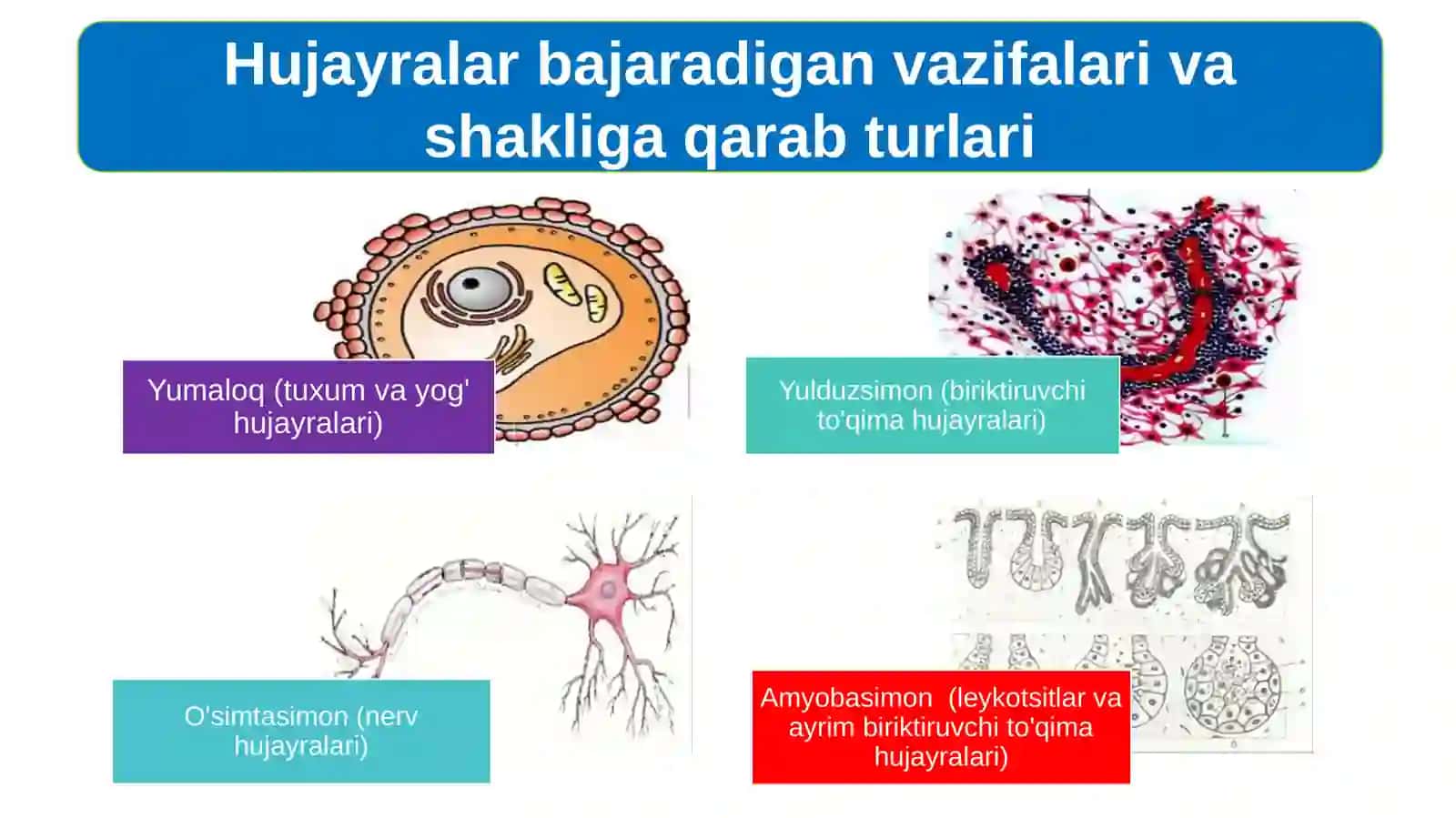 Eukariot hujayra 3
