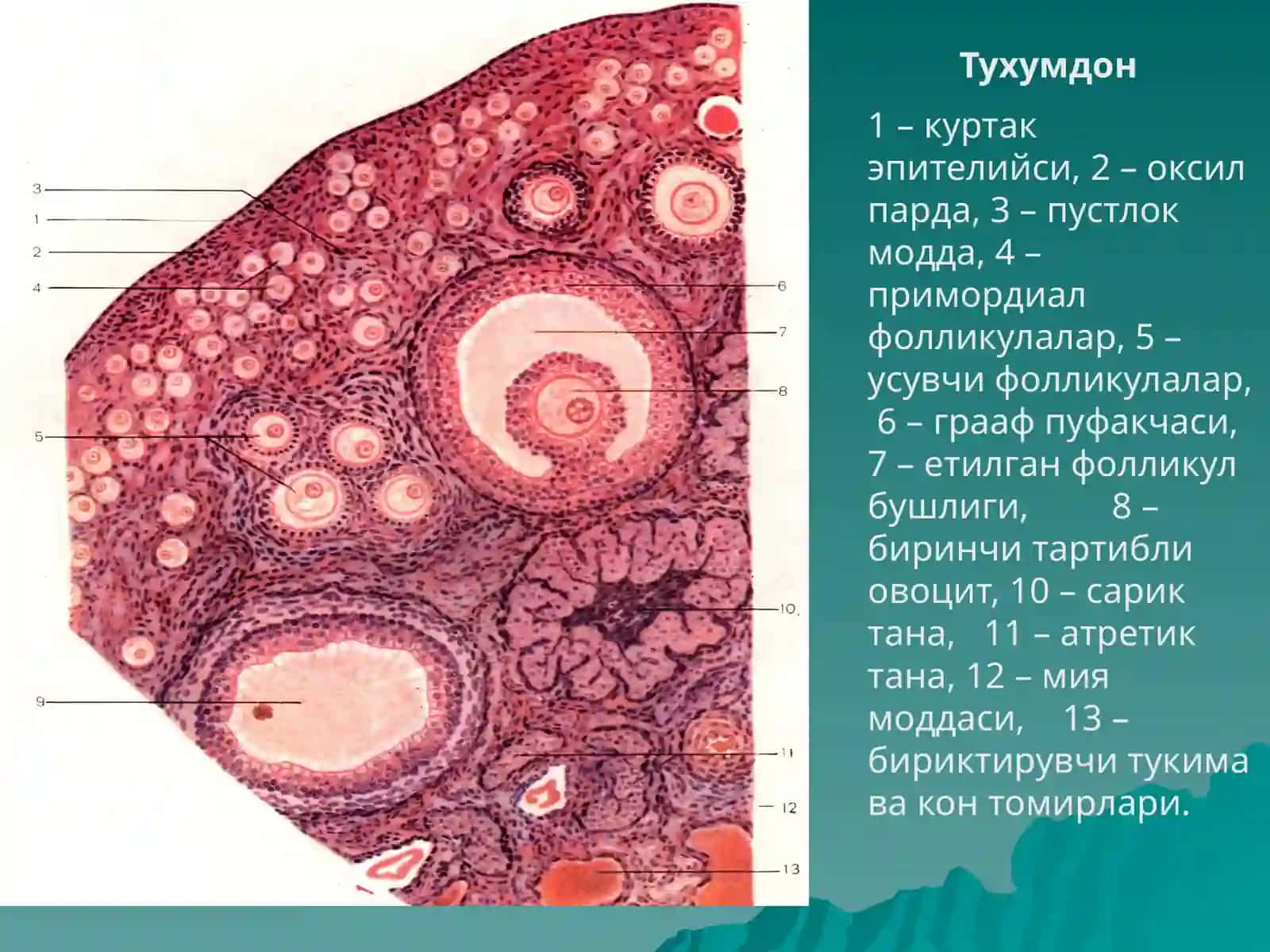 АЁЛЛАР ЖИНСИЙ СИСТЕМАСИ 4
