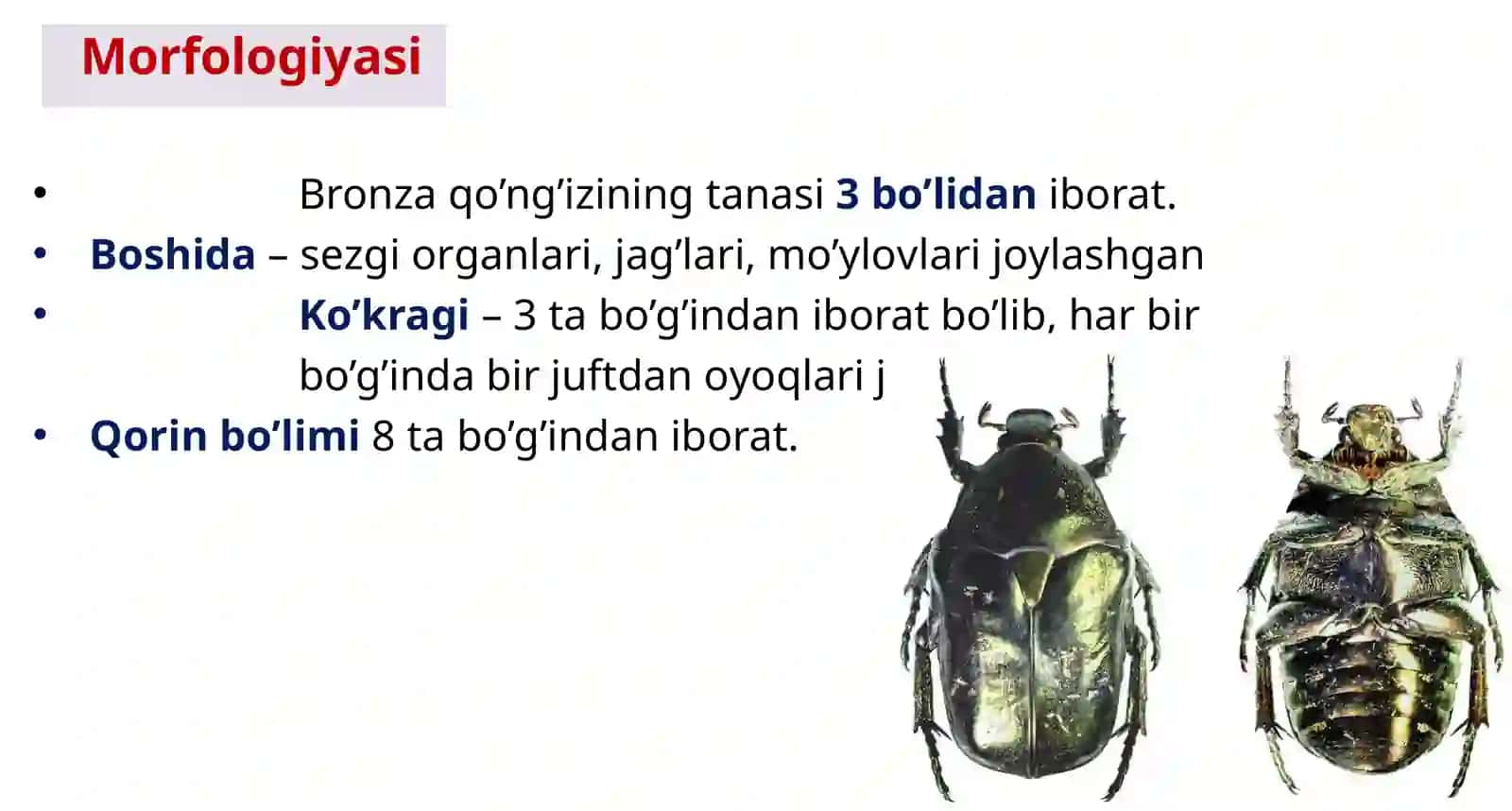 HASHAROTLAR SINFI 4