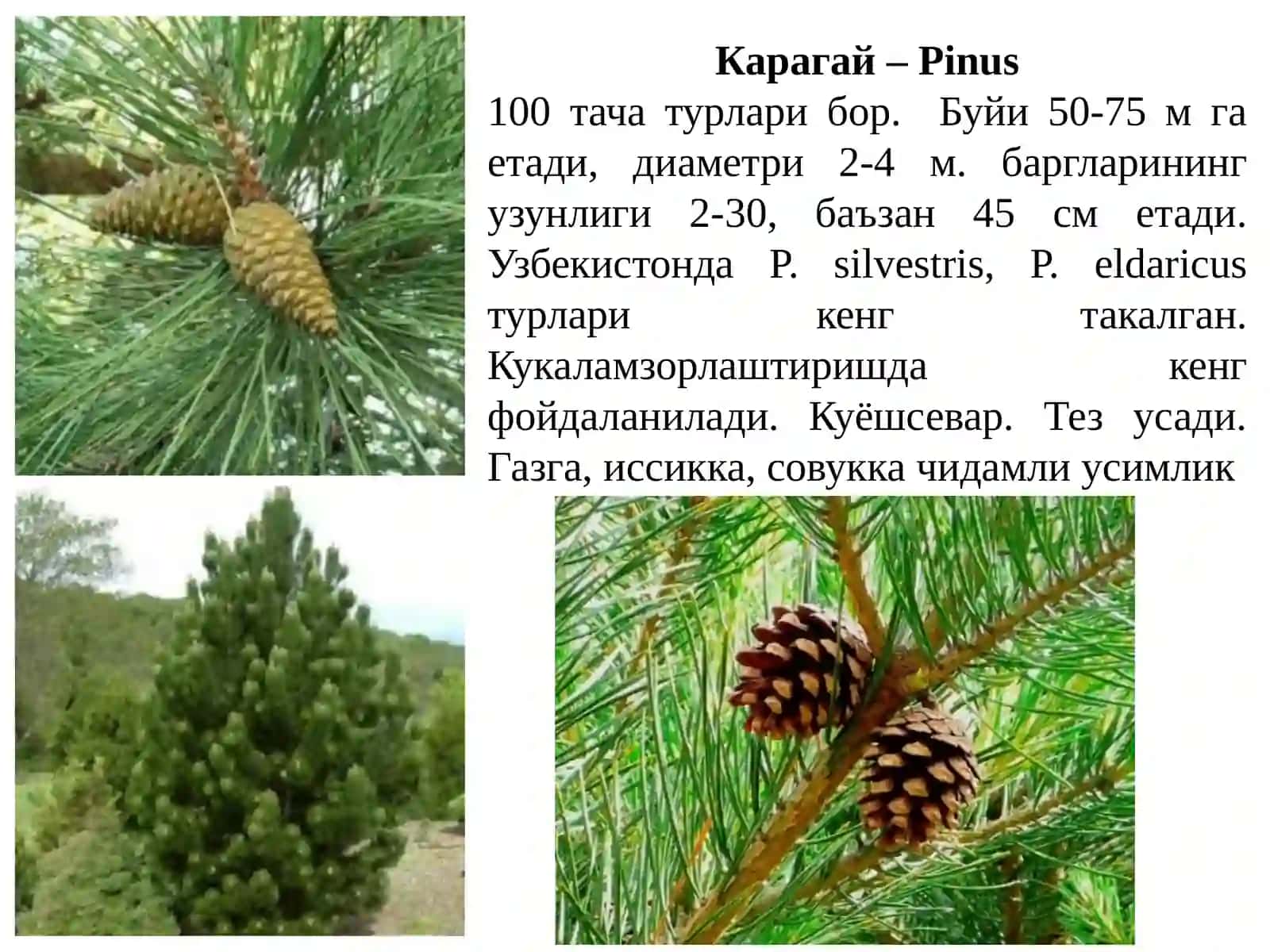Qarag`aydoshlar va Sarvdoshlar oilasi 4