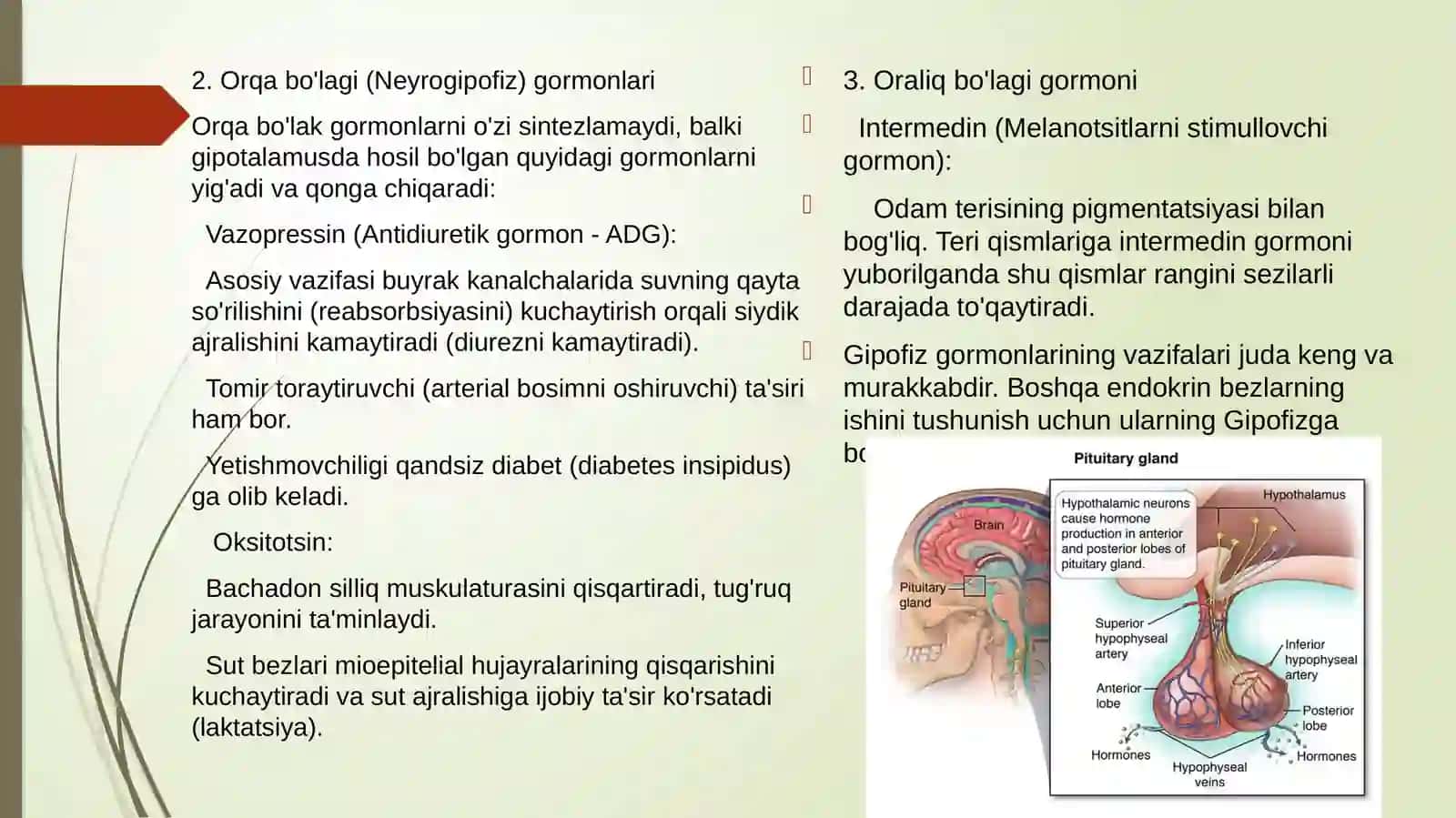 Qalqonsimon, qalqonsimon oldi, buyrakusti, oshqozon osti va jinsiy bezlar fiziologiyasi 4