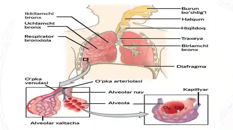 NAFAS OLISH SISTEMASI 4