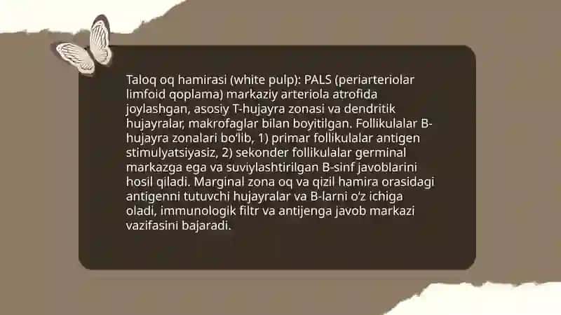 Taloq va limfa tuguni tuzilishi, T va B zonalar. Immunomorfologiya 4
