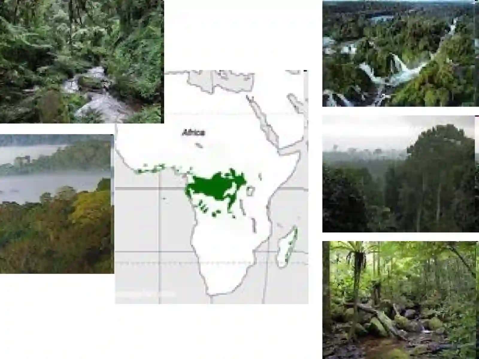 AFRIKA METERIGINING FAUNISTIK ОBLASTLARI, HAYVОNОT DUNYOSINING O’ZIGA ХОS ХUSUSIYATLARI 4