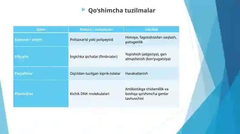 Bakteriya hujayrasining tuzilishi va kimyoviy tarkibi 4
