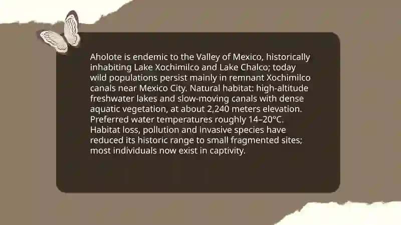 Aholote 4